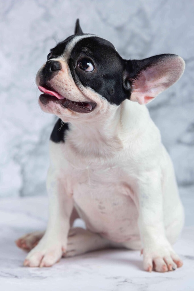 dentistry-dog2-scaled-e1686660175814-683×1024