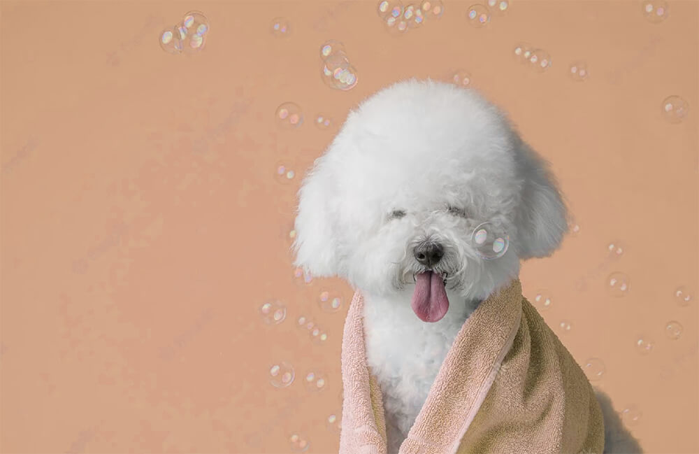 dog-grooming