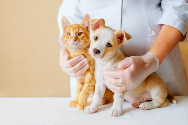 vet-cat_dog