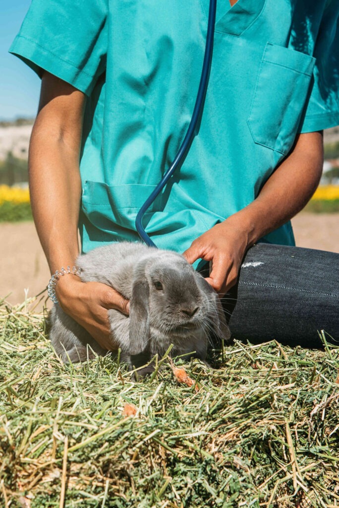 Veterinarian examining a bunny in a hay field