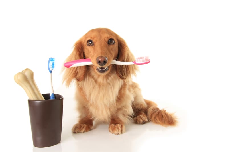dentist-dog